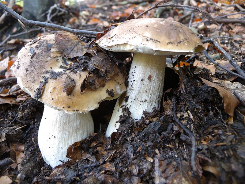 Ottobre tra gli edulis!!!!