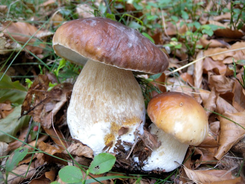 Funghi dall''Appennino