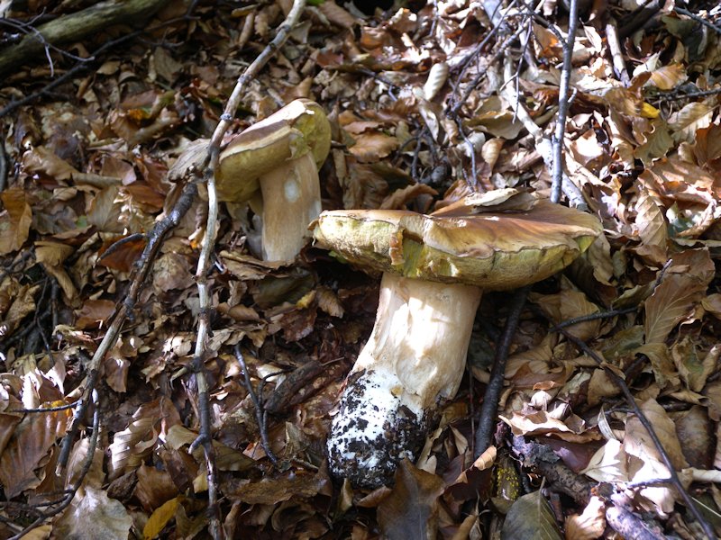 Ottobre tra gli edulis!!!!