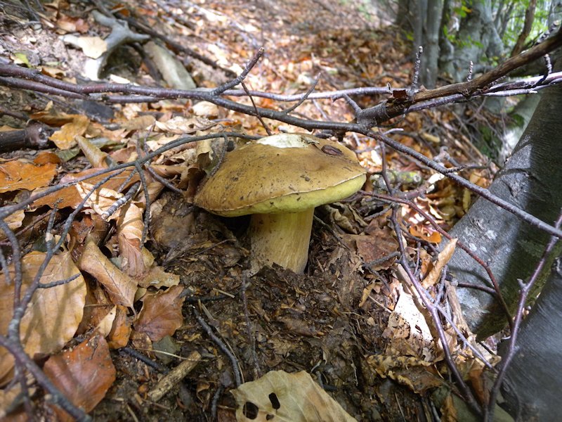 Ottobre tra gli edulis!!!!
