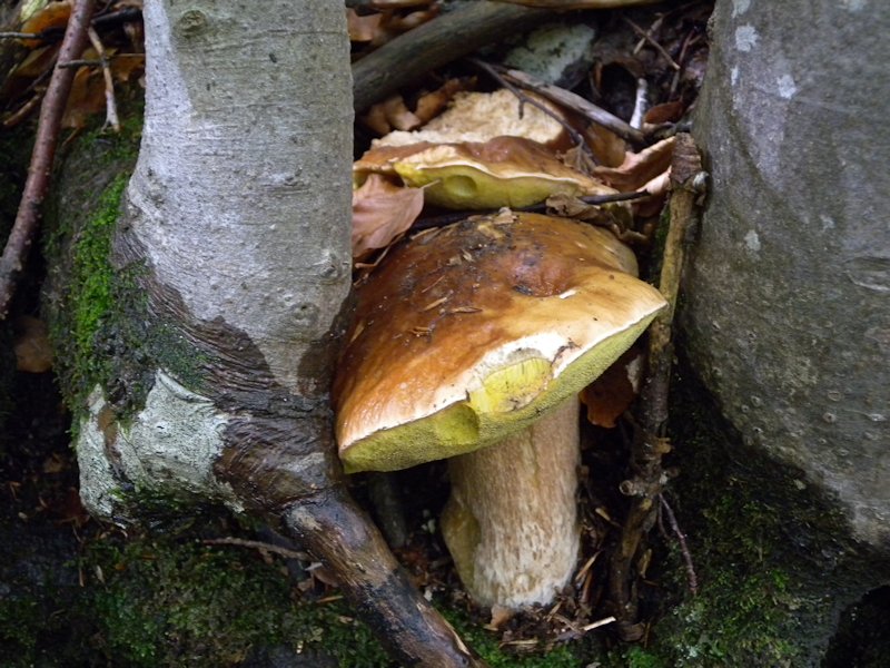 Ottobre tra gli edulis!!!!