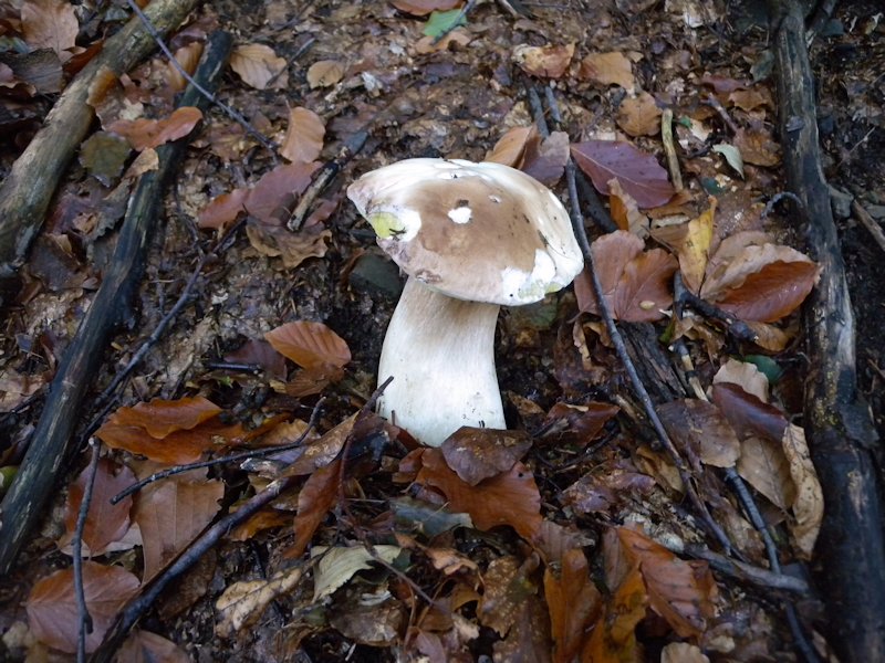 Ottobre tra gli edulis!!!!