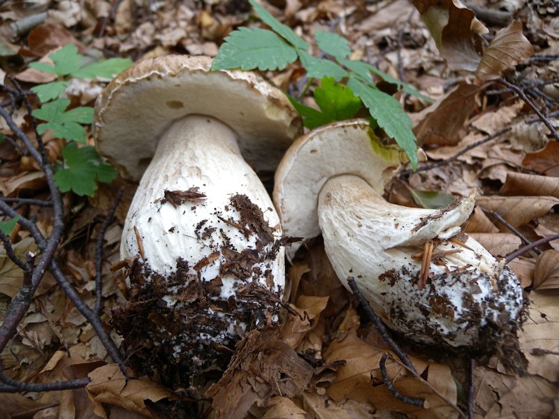 Funghi dall''Appennino