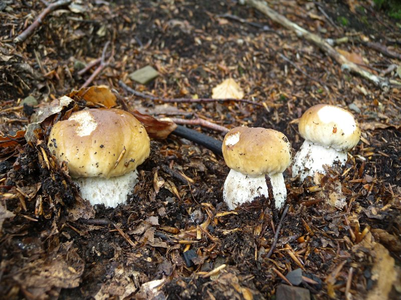 Funghi dall''Appennino