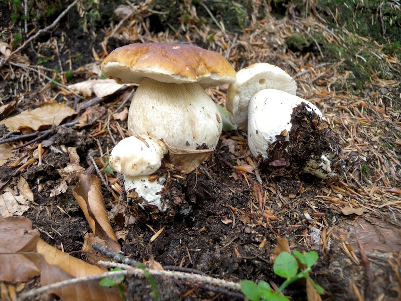 Funghi dall''Appennino