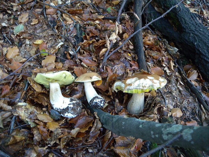 Ottobre tra gli edulis!!!!