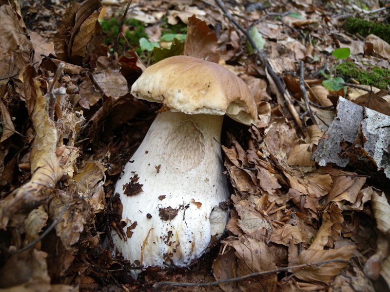 Funghi dall''Appennino