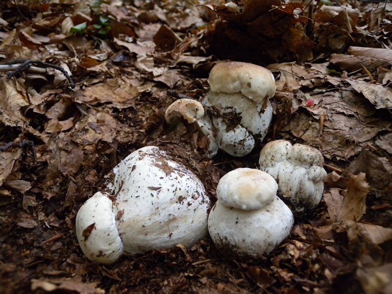 Funghi dall''Appennino