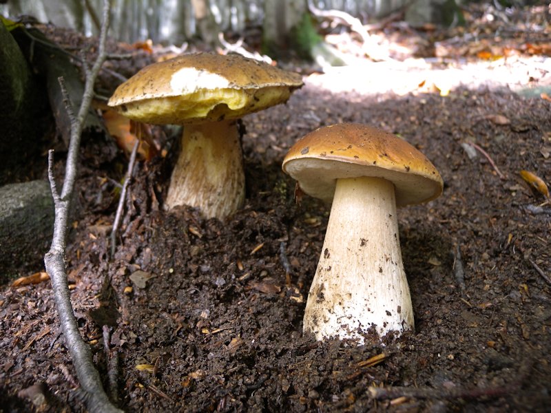 Ottobre tra gli edulis!!!!