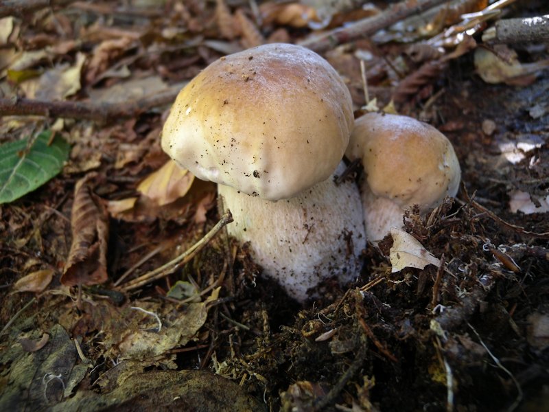 Funghi dall''Appennino