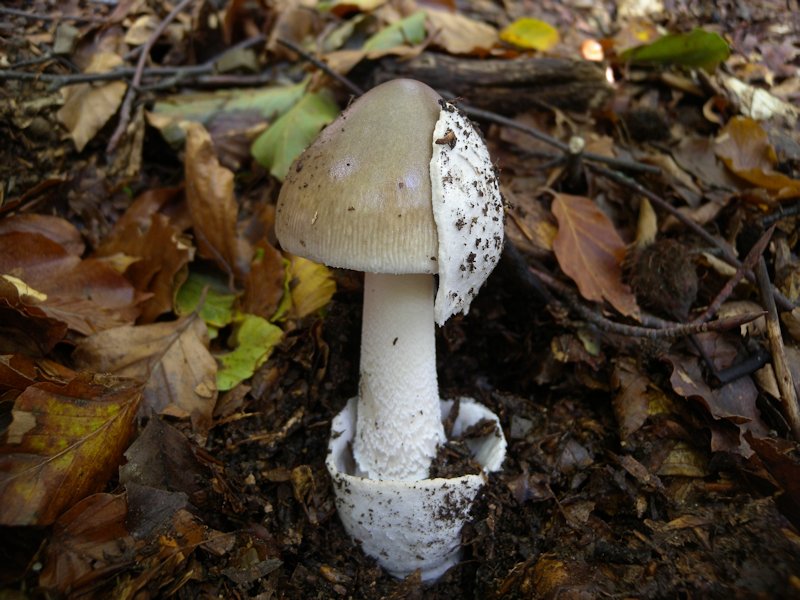 Ottobre tra gli edulis!!!!