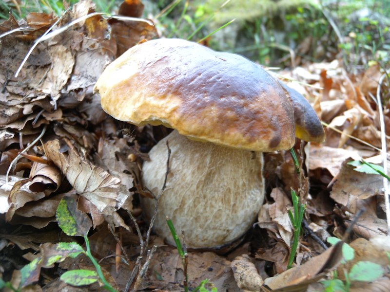 Funghi dall''Appennino