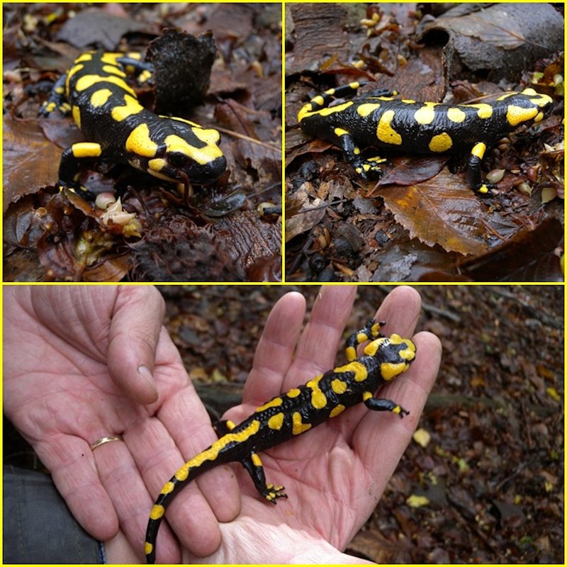 colori e sapori del bosco!!!