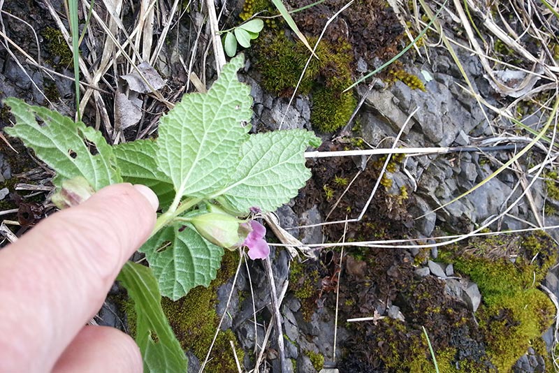 Melittis cfr.melissophyllum