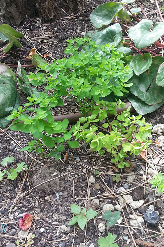 Euphorbia Peplus