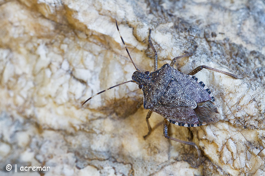 Pentatomidae: Halyomorpha halys ?  S !