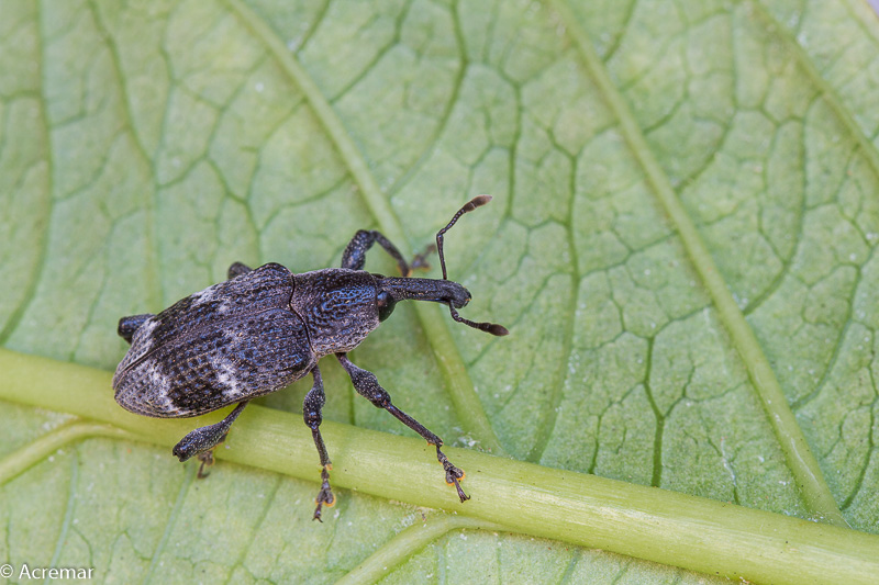 Curculionidae:  Aclees sp.