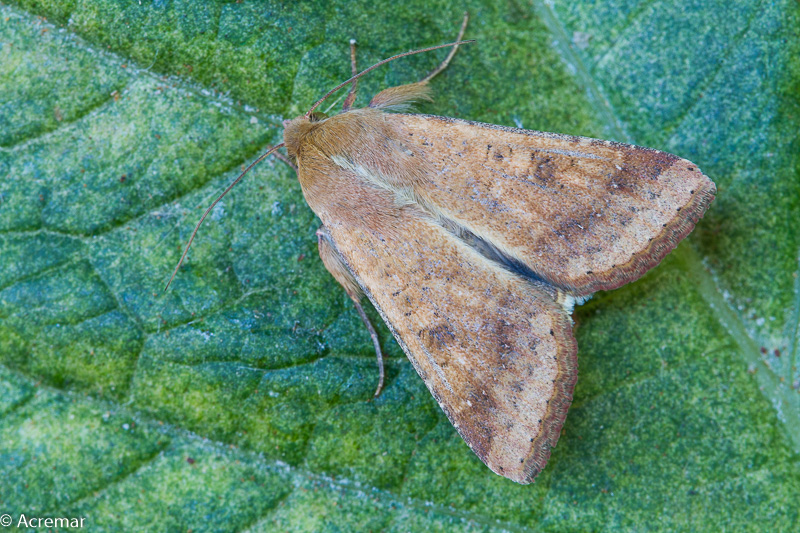 Falena da identificare - Helicoverpa armigera, Noctuidae