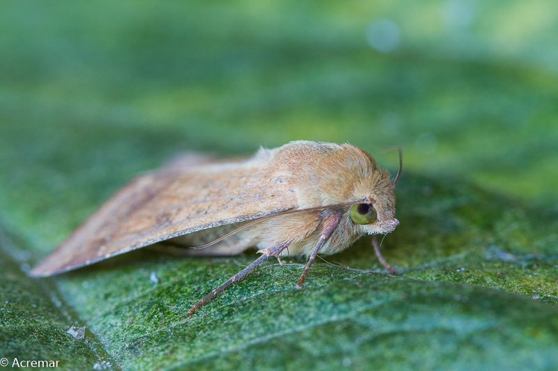 Falena da identificare - Helicoverpa armigera, Noctuidae