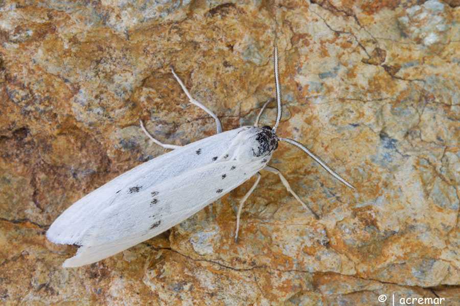 Falena da identificare - Coscinia cribraria, Erebidae Arctiinae