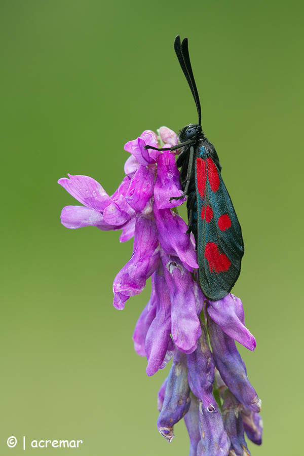 Zygaenidae da determinare