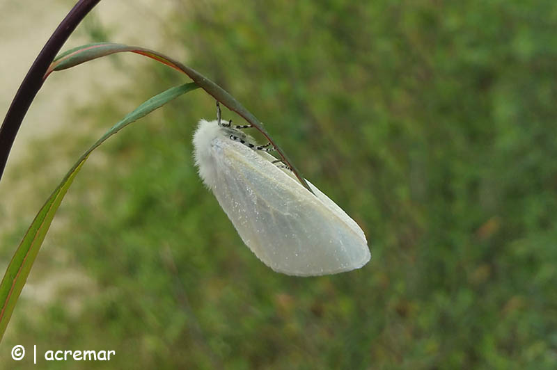 Falena da identificare - Leucoma salicis, Erebidae Lymantriinae