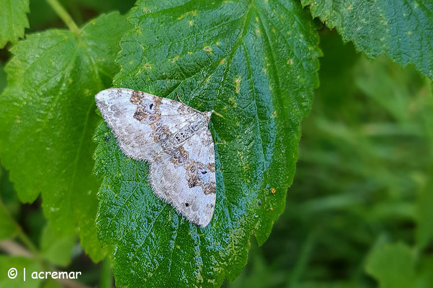 Falena da identificare 2 - Xanthorhoe montanata, Geometridae