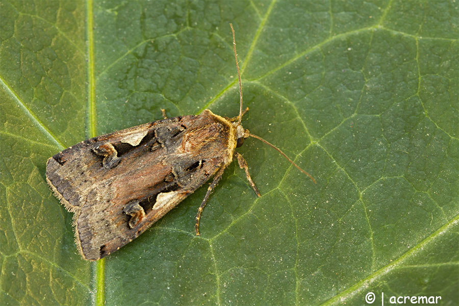 Falena da identificare - Xestia (Megasema) c-nigrum, Noctuidae