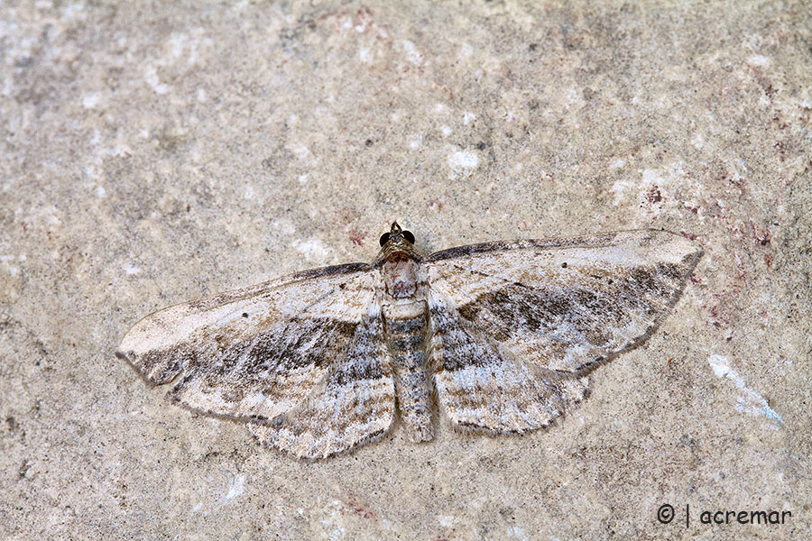 Falena da identificare 2 -  Horisme vitalbata, Geometridae