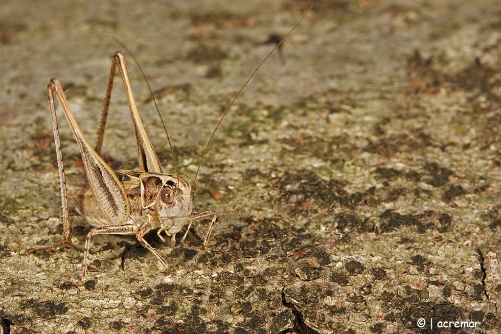 Tessellana tessellata (Tettigoniidae)