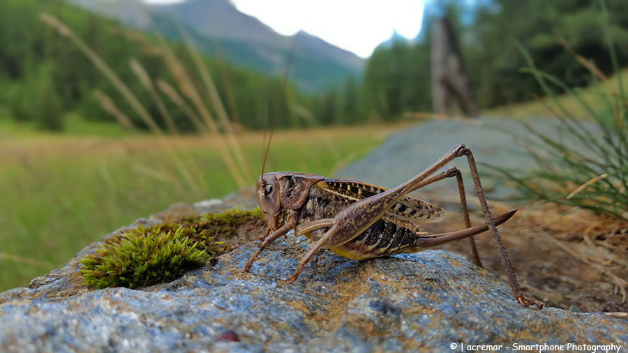 Decticussp.?  S, Decticus verrucivorus