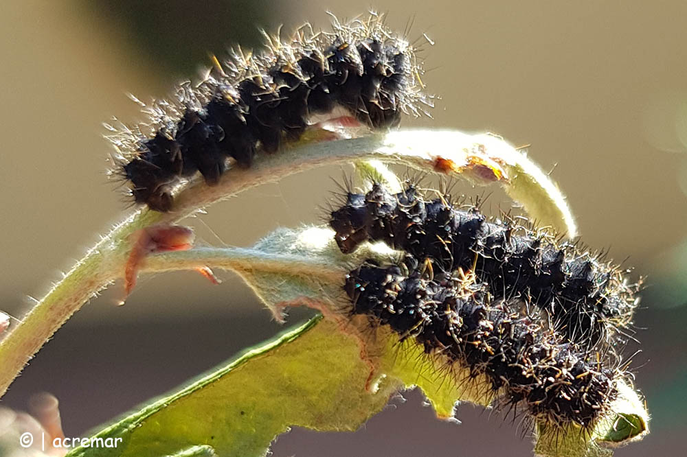 Larva da identificare