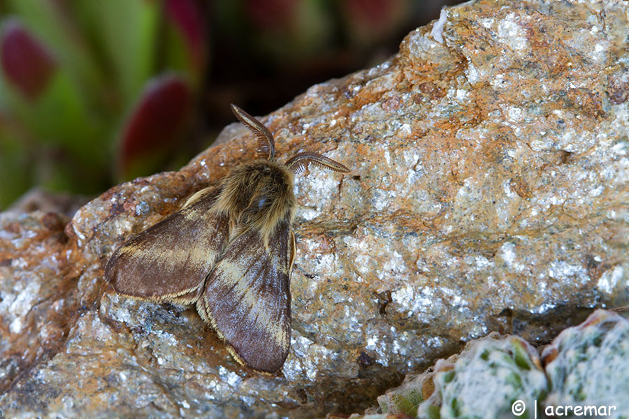Falena da identificare: Malacosoma alpicola - Lasiocampidae