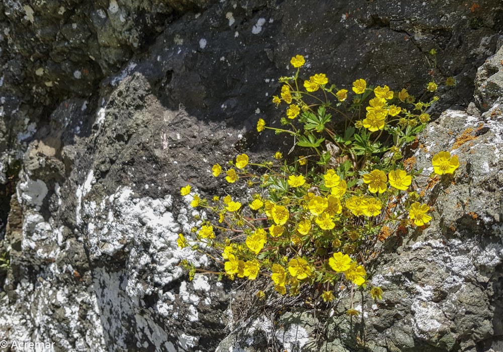 Fiore giallo: Potentilla sp.