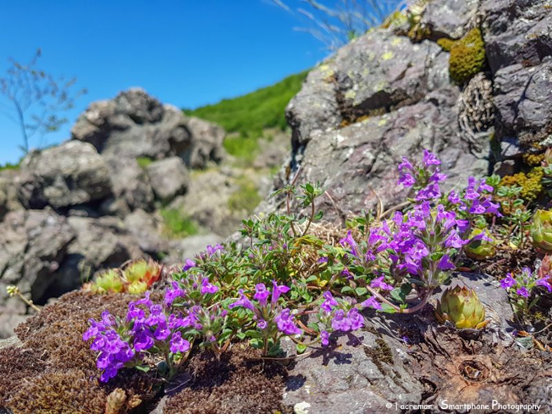 Clinopodium alpinum = Acinos alpinus (Lamiaceae)