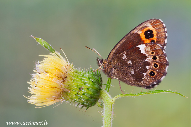 Erebia da identificare