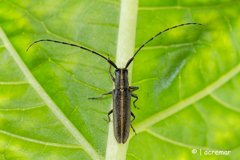 coleottero da identificare:  Agapanthia cardui (Cerambycidae)
