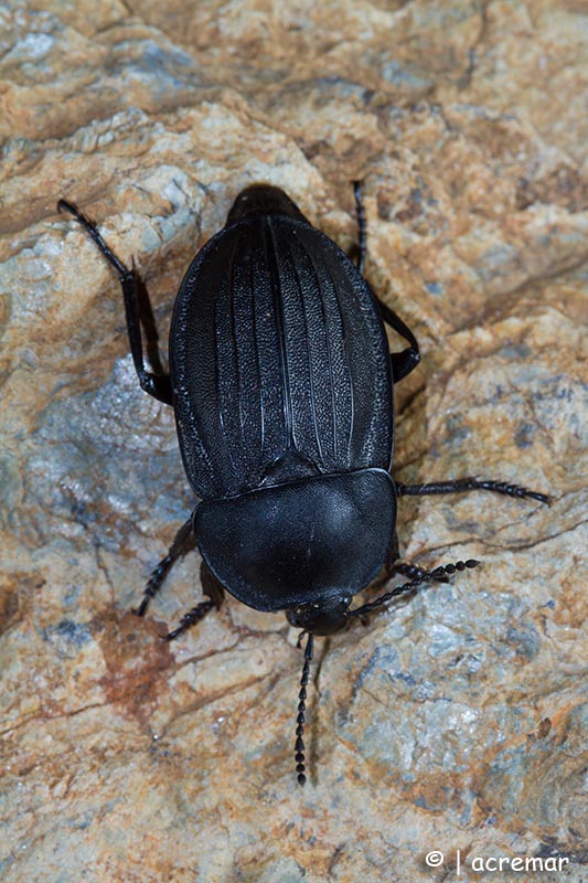 Silpha carinata, Silphidae