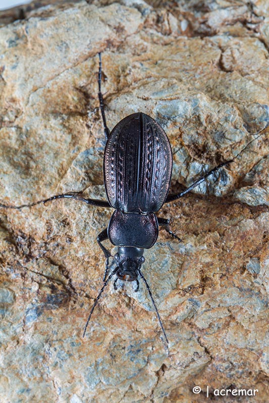 Carabidae: Carabus italicus