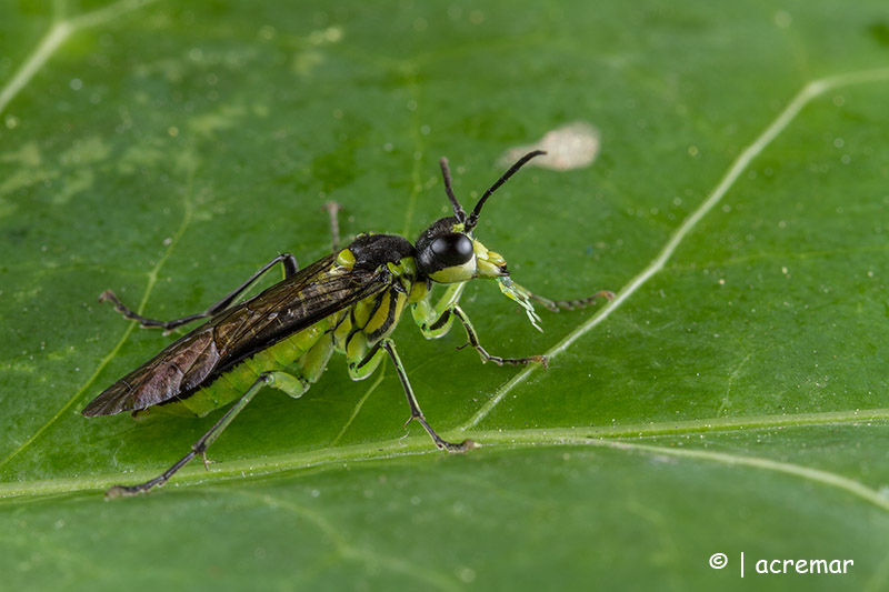 Tenthredinidae:   Tenthredo mesomela