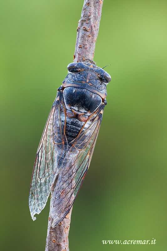 Cicadidae: Lyristes plebejus della Liguria (SV)