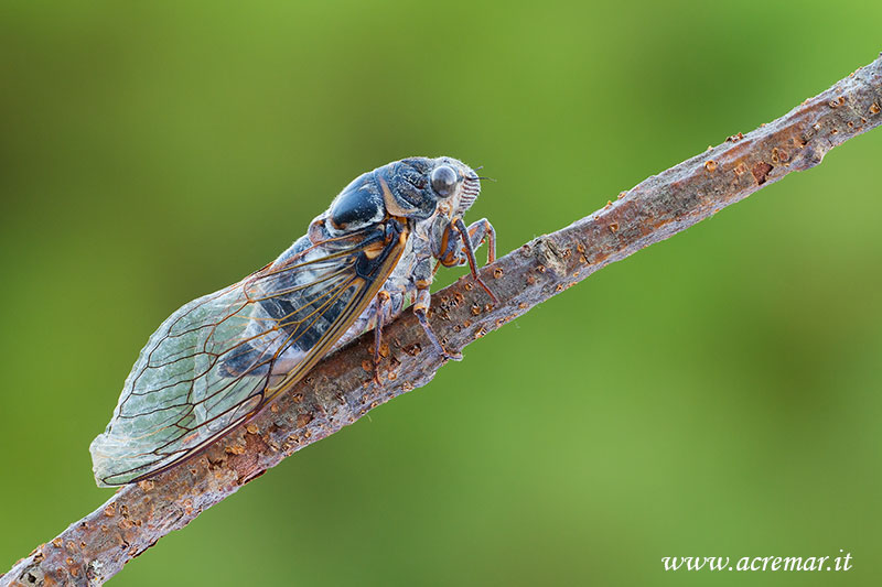 Cicadidae: Lyristes plebejus della Liguria (SV)