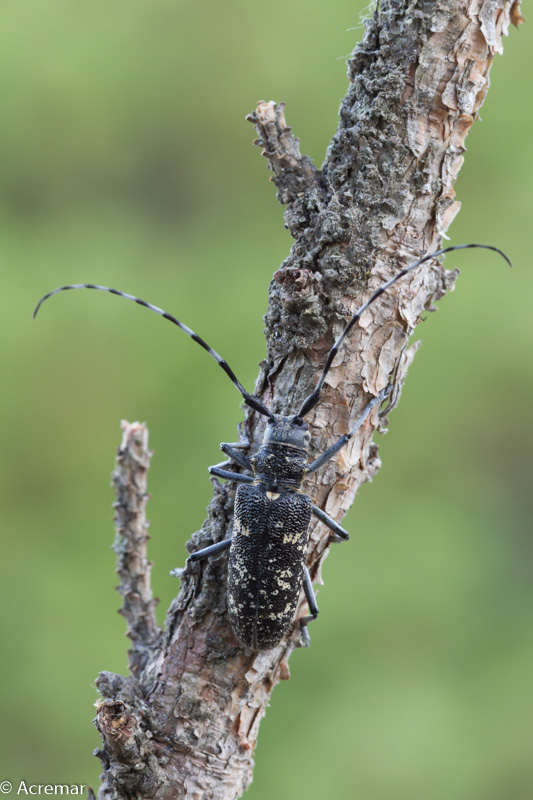 Cerambycidae: Monochamus sutor,  femmina