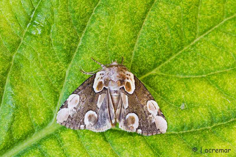 Falena da identificare 2 - Thyatira batis, Drepanidae