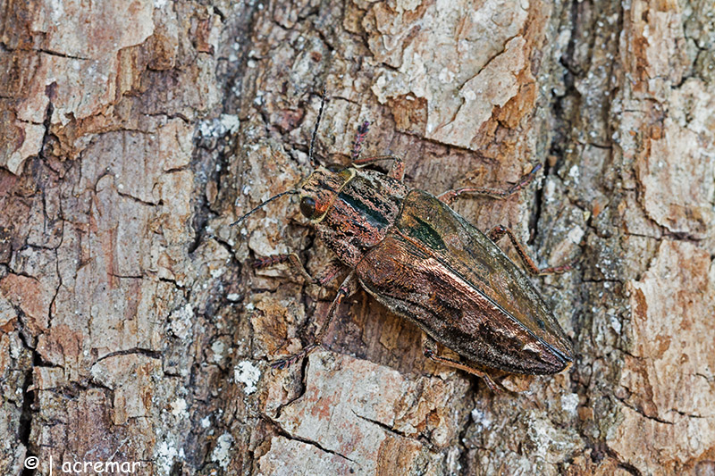 Chalcophora massiliensis (Buprestidae)