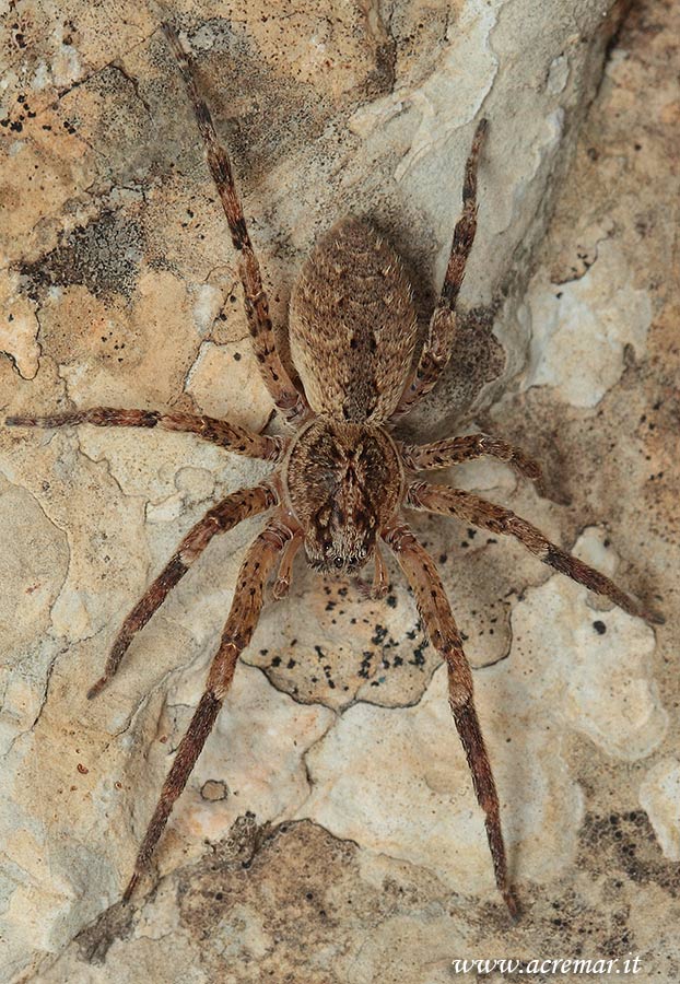 Zoropsis sp. - Genova (GE)