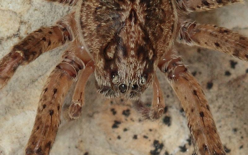 Zoropsis sp. - Genova (GE)