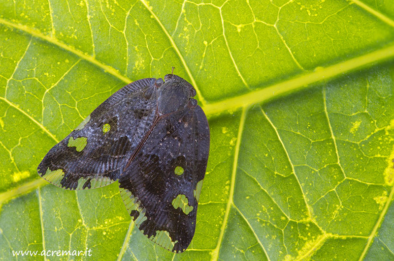 Fulgoromorpha Ricaniidae: Ricania speculum