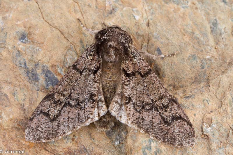 Falena da identificare 1 - Biston strataria