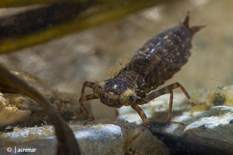 Larva da identificare